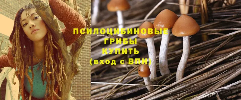 Галлюциногенные грибы Cubensis  Сорочинск 