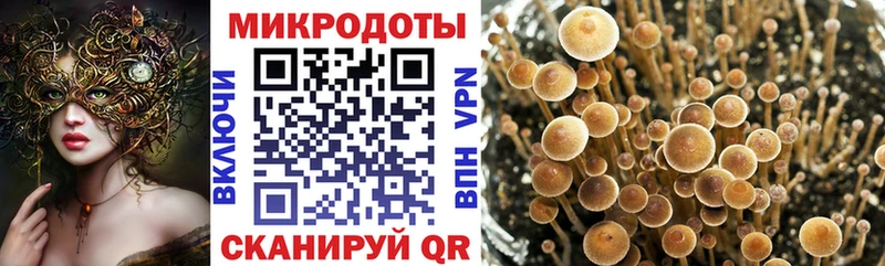 Псилоцибиновые грибы Psilocybine cubensis Сорочинск